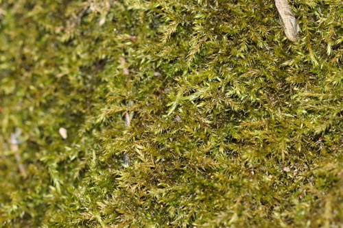 Hygroamblystegium tenax observed 2026-05-01