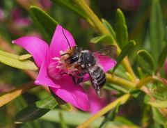 Megachile chrysopyga