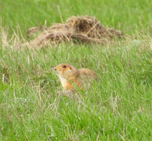 Russet Ground Squirrel