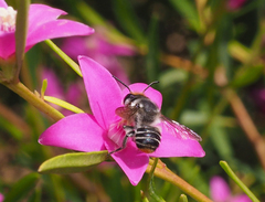 Megachile chrysopyga