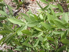 Flemingia parviflora