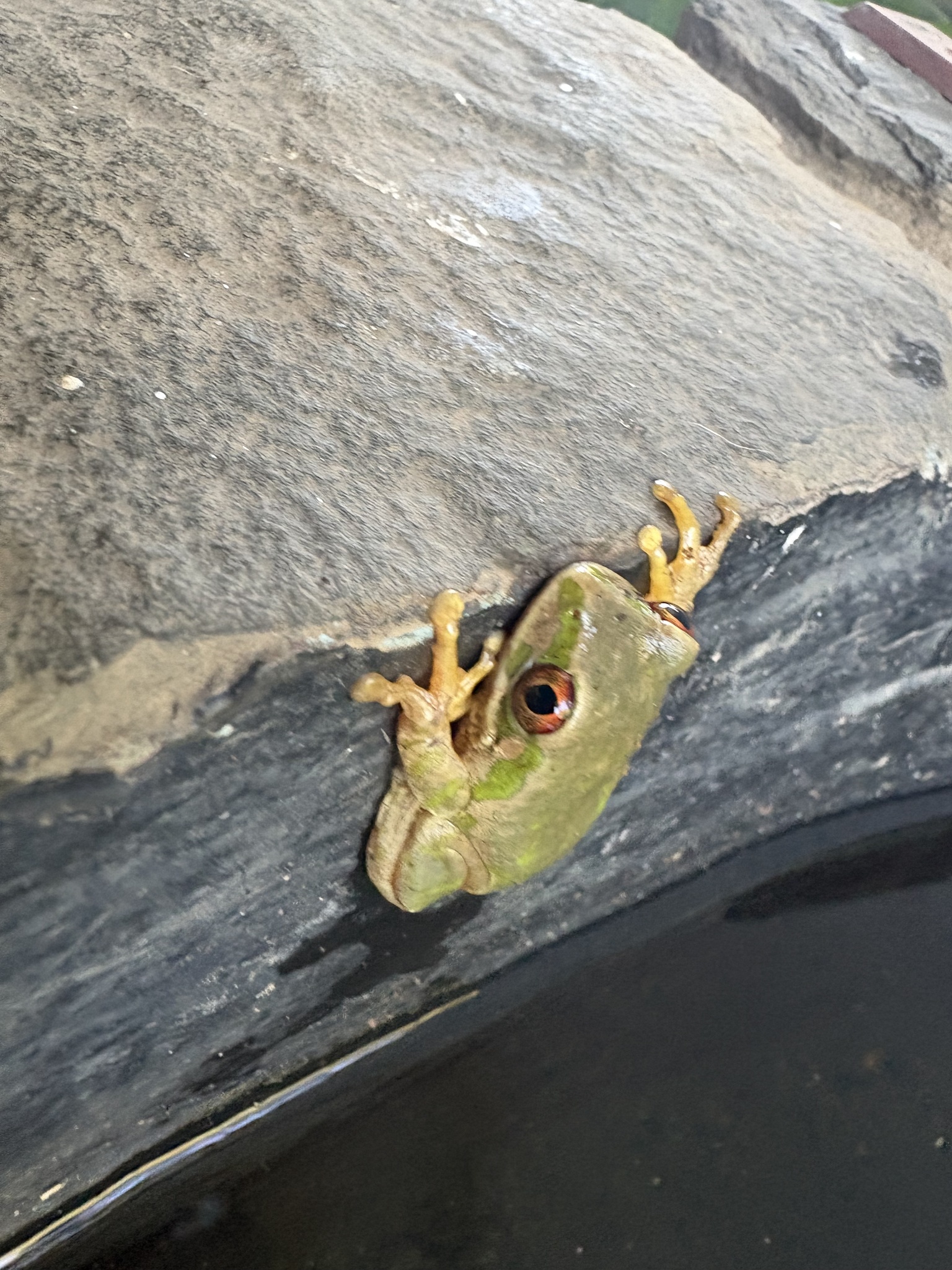 Leptopelis natalensis (Smith, 1849)