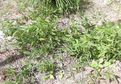 Flemingia parviflora