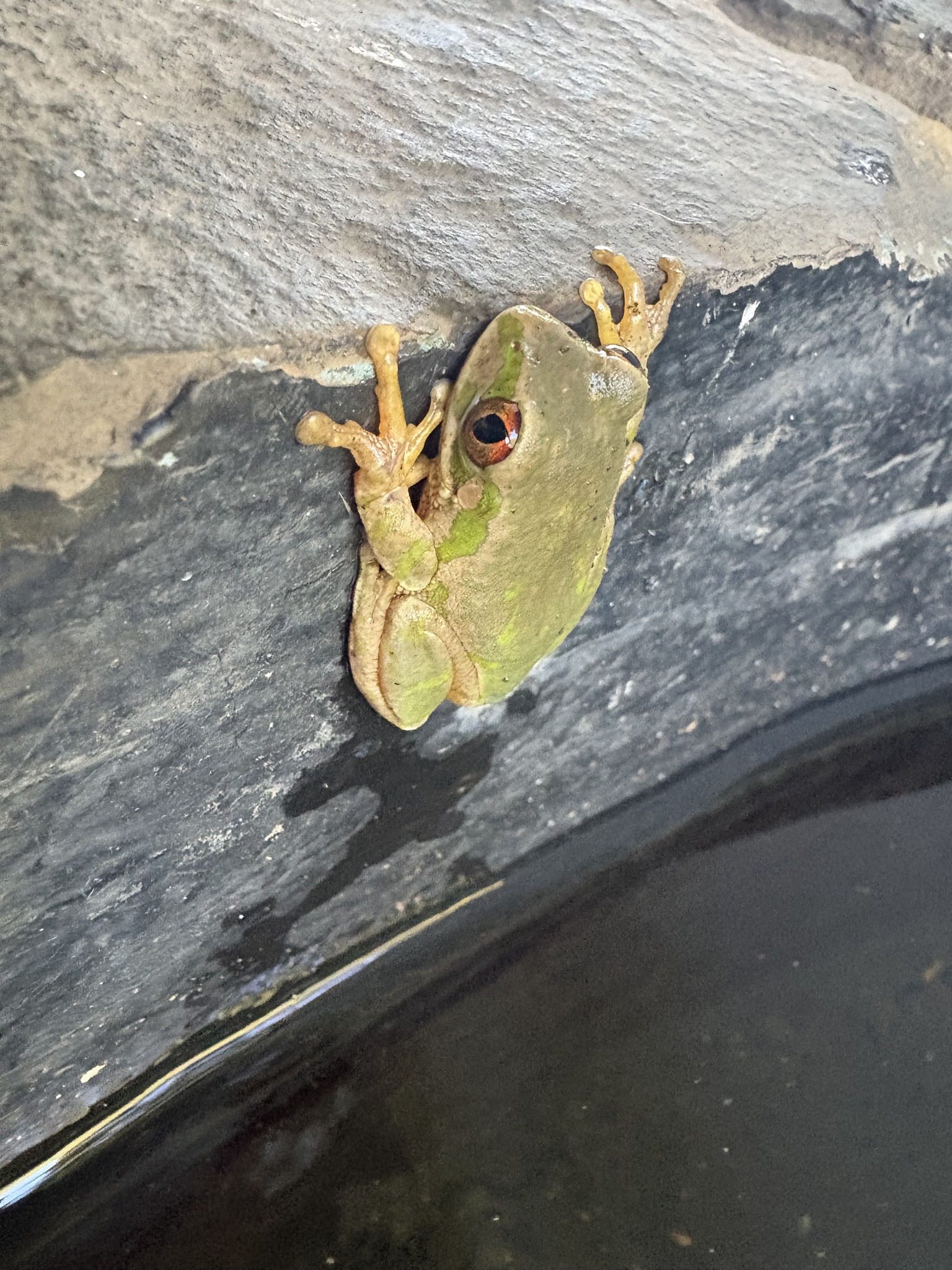 Leptopelis natalensis (Smith, 1849)