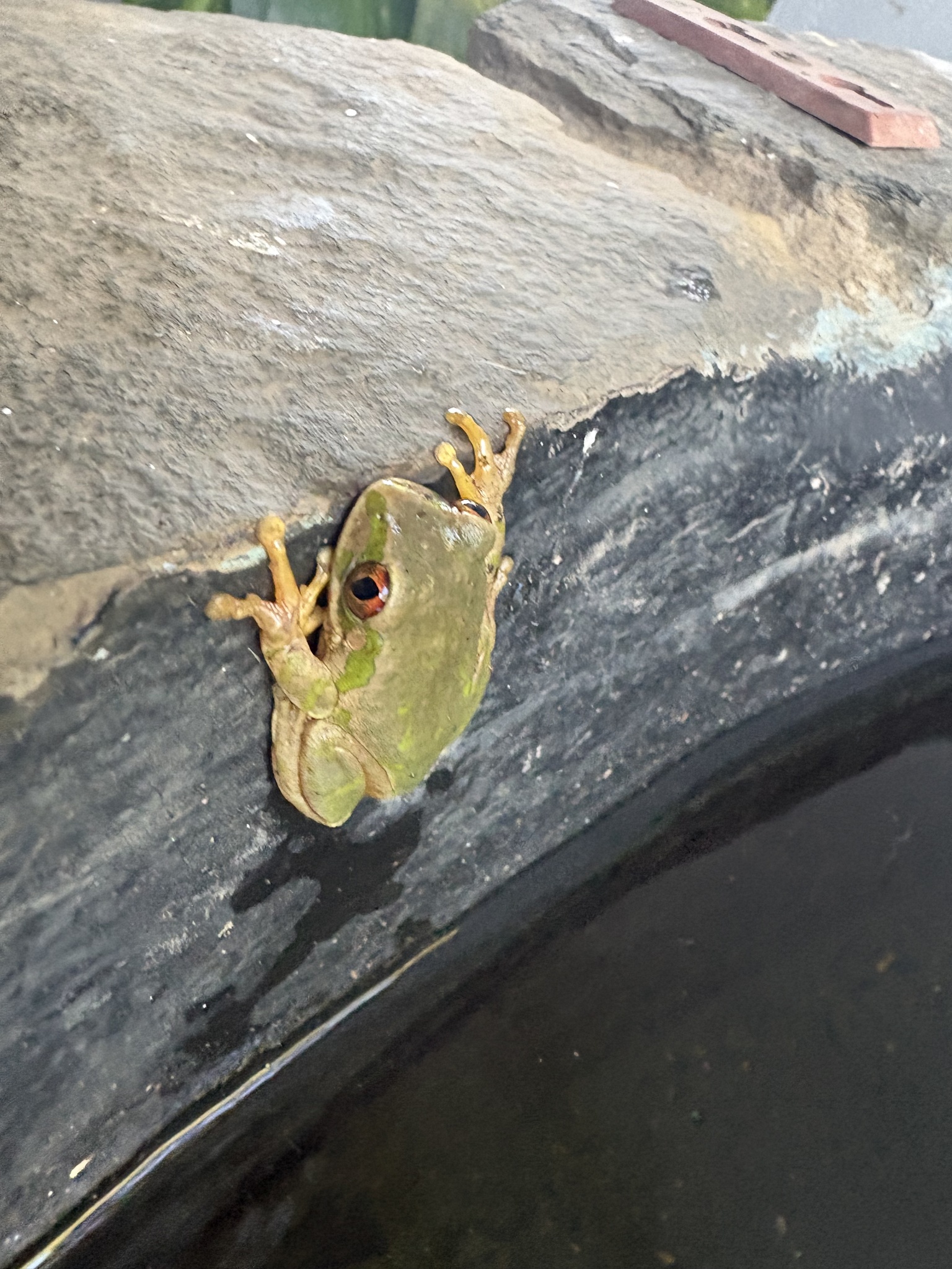 Leptopelis natalensis (Smith, 1849)