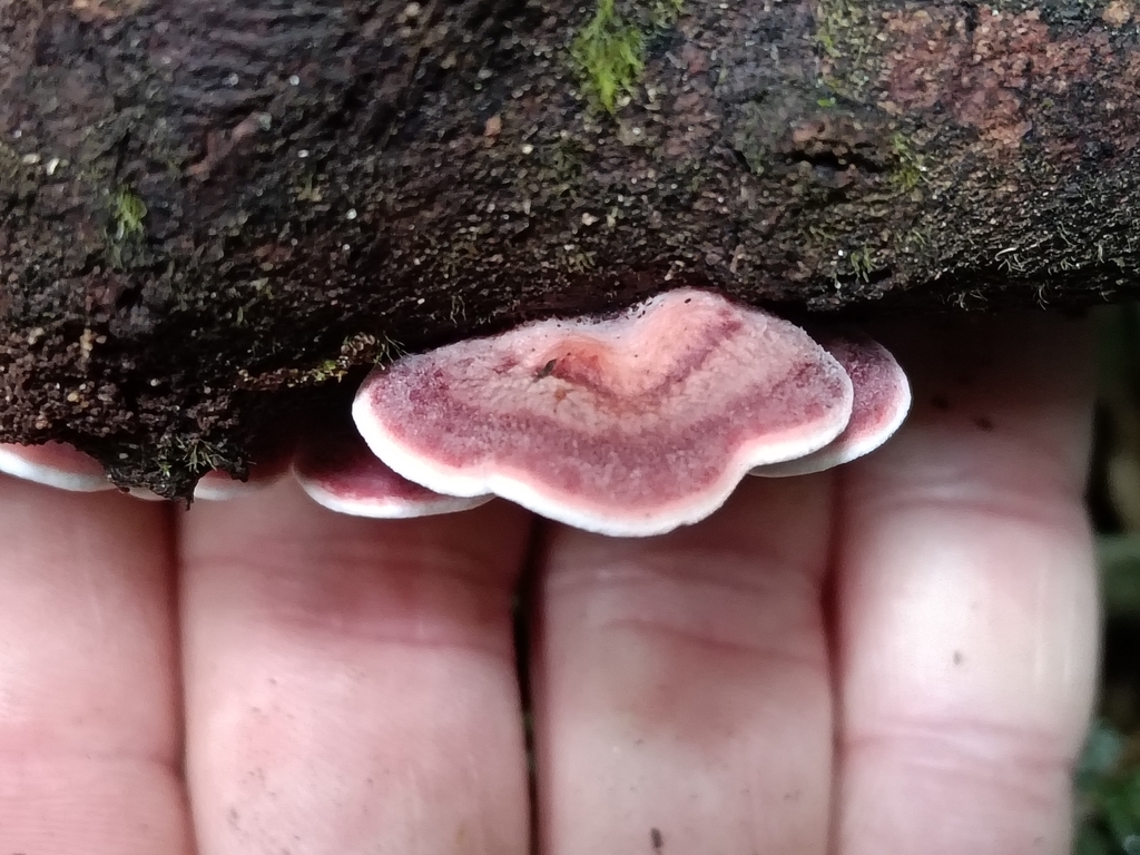 Phlebia scarlatina · May 2026 · photo: © maria4483 (iNaturalist, cc0)