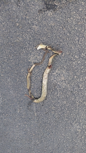 Caspian Whipsnake
