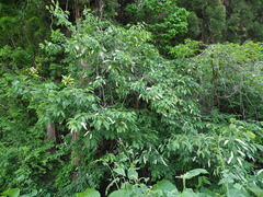 Prunus ssiori