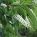 Prunus ssiori - Photo (c) Keita Watanabe, algunos derechos reservados (CC BY-NC), subido por Keita Watanabe