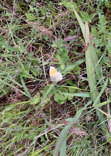 Small Heath