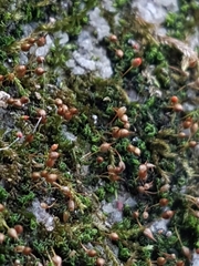 Ptychomitrium incurvum