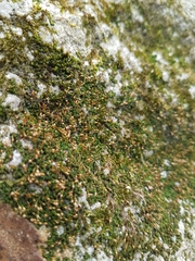Ptychomitrium incurvum