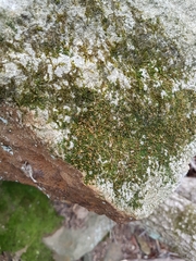 Ptychomitrium incurvum