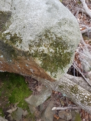 Ptychomitrium incurvum
