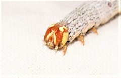 Achaea eusciasta