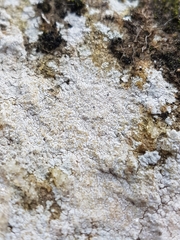 Trapelia placodioides