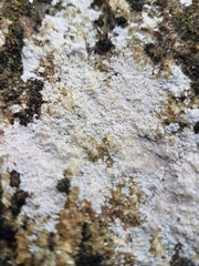 Trapelia placodioides