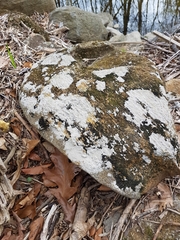 Trapelia placodioides