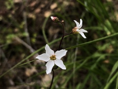 Lithophragma cymbalaria