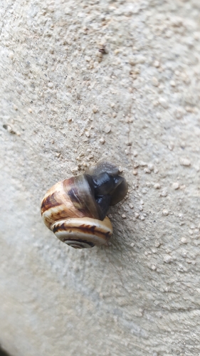 Theba pisana