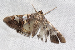 Glyphodes cosmarcha