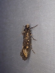 Pachybela maculisarca