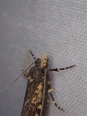 Pachybela maculisarca