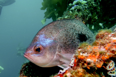 Caesioperca lepidoptera