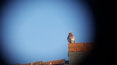 Columba livia domestica