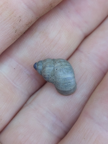 Pomatias elegans