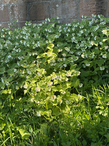 Symphytum orientale, photograph 2
