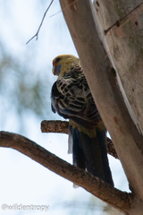 Platycercus elegans flaveolus