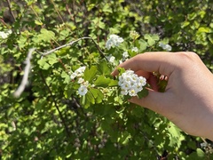Spiraea trilobata