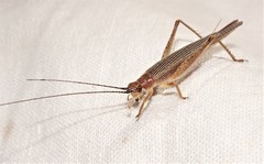 Aphonoides