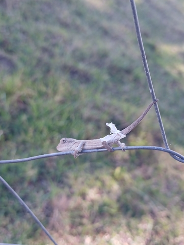 Kentani Dwarf Chameleon