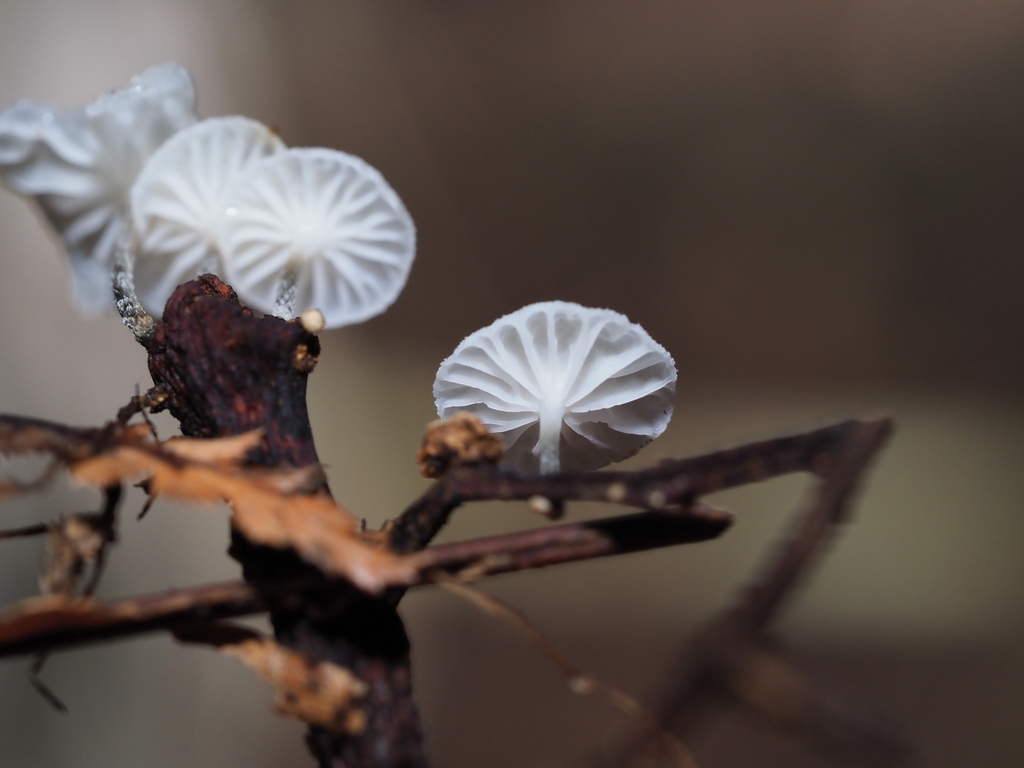 Marasmiellomycena albodescendens · April 2026 · photo: © georgecox (iNaturalist, cc0)