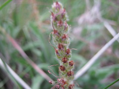 Plantago drummondii