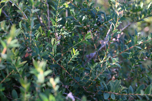 Melaleuca hypericifolia, photograph 6