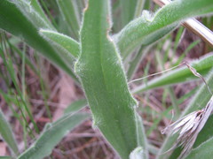 Plantago drummondii
