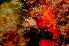 Parablennius laticlavius