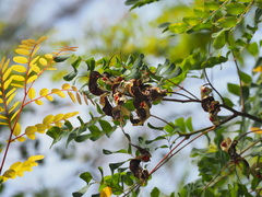 Adenanthera microsperma