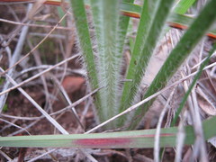 Plantago drummondii