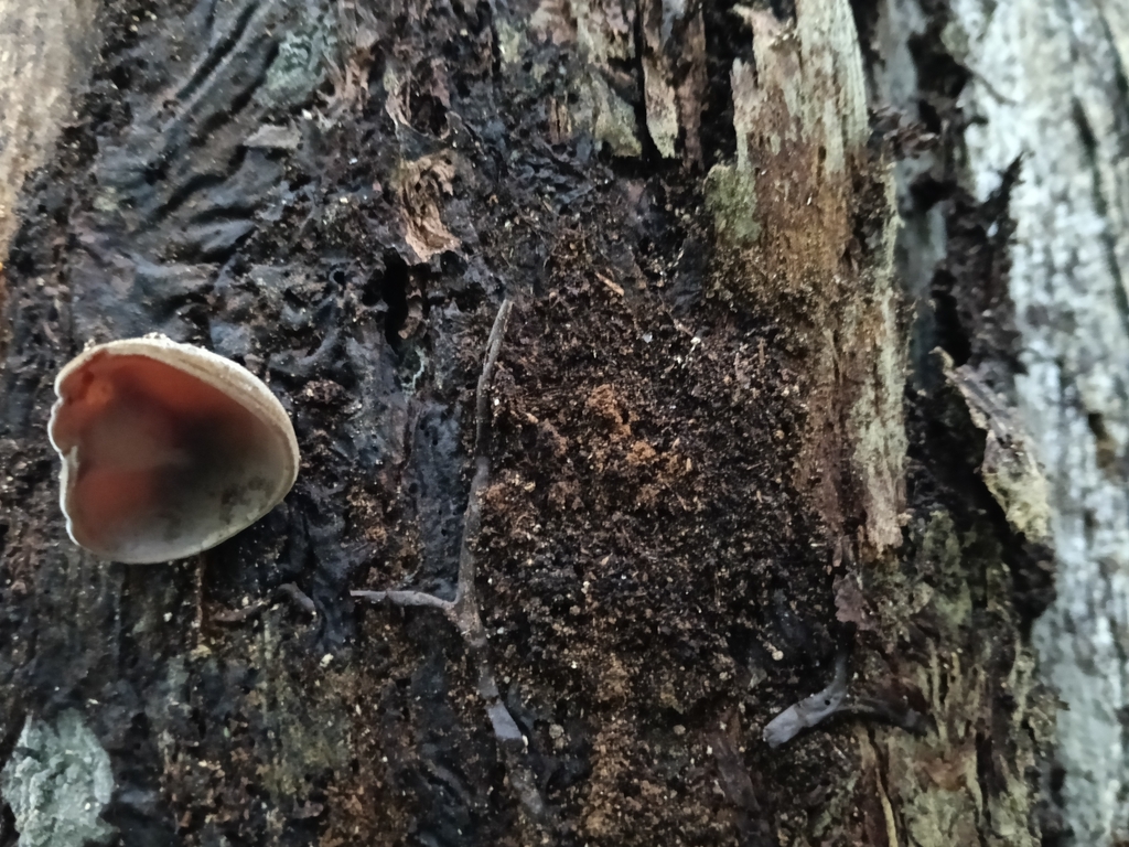 Auricularia cornea · May 2026 · photo: © maria4483 (iNaturalist, cc0)