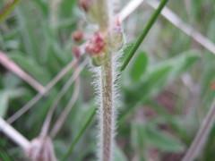 Plantago drummondii