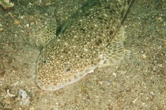 Platycephalus caeruleopunctatus