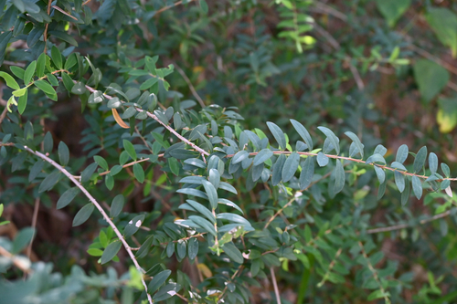 Melaleuca hypericifolia, photograph 5