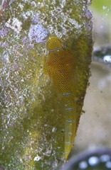 Cochleoceps orientalis