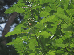 Hedlundia thuringiaca