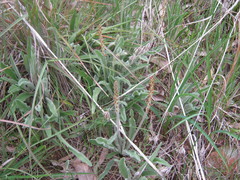 Plantago drummondii