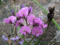 Glycine rubiginosa